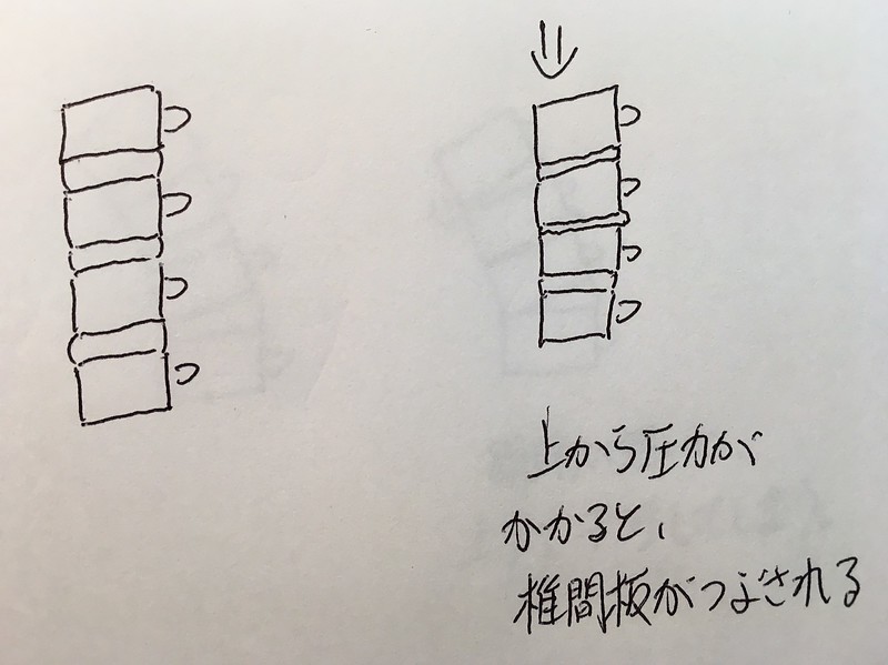 背骨の動き　解説