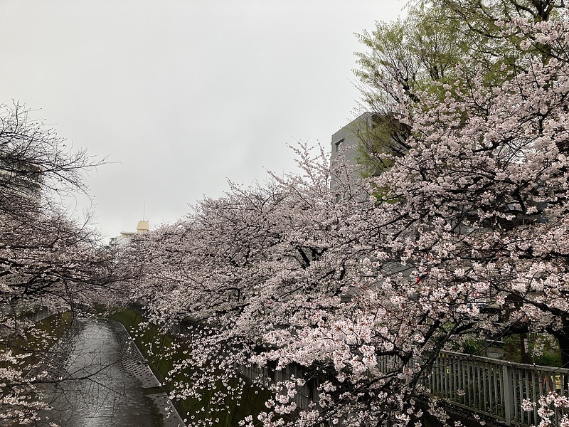 神田川の桜