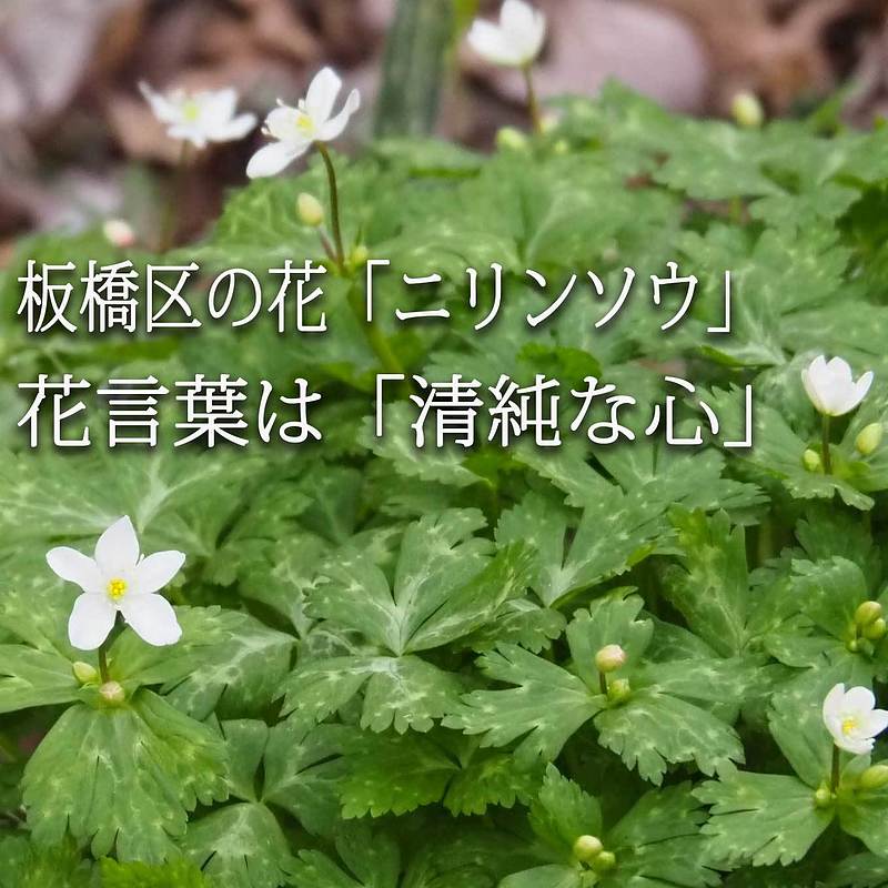 板橋区の花「ニリンソウ」花言葉は「清純な心」