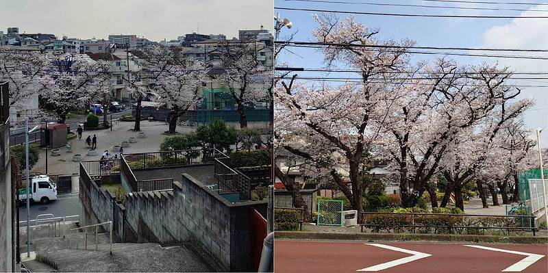長い階段を降りると、桜の公園が広がるのどかな町