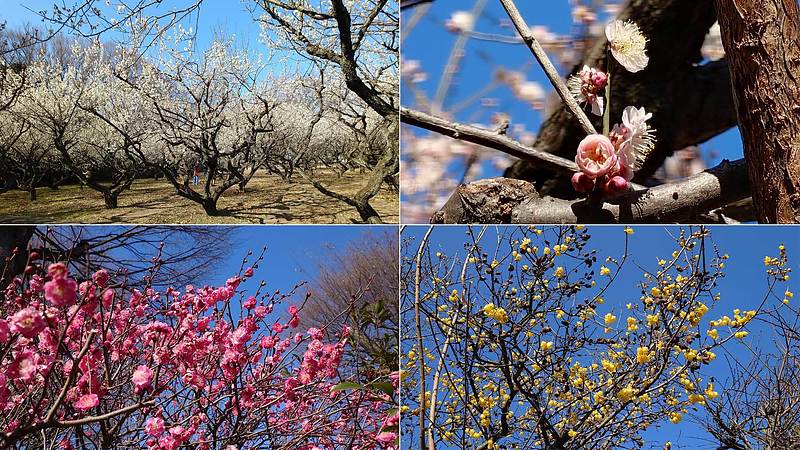 白梅、紅梅、蝋梅…鮮やかに咲き誇る近所の梅林