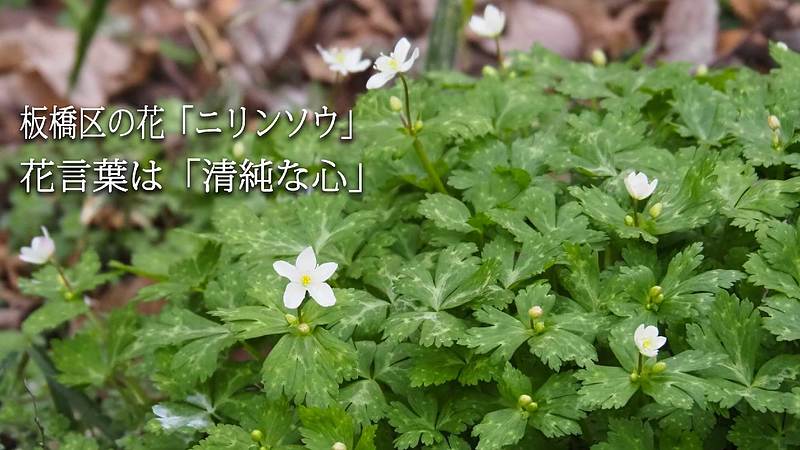 板橋区の花「ニリンソウ」 花言葉は「清純な心」
