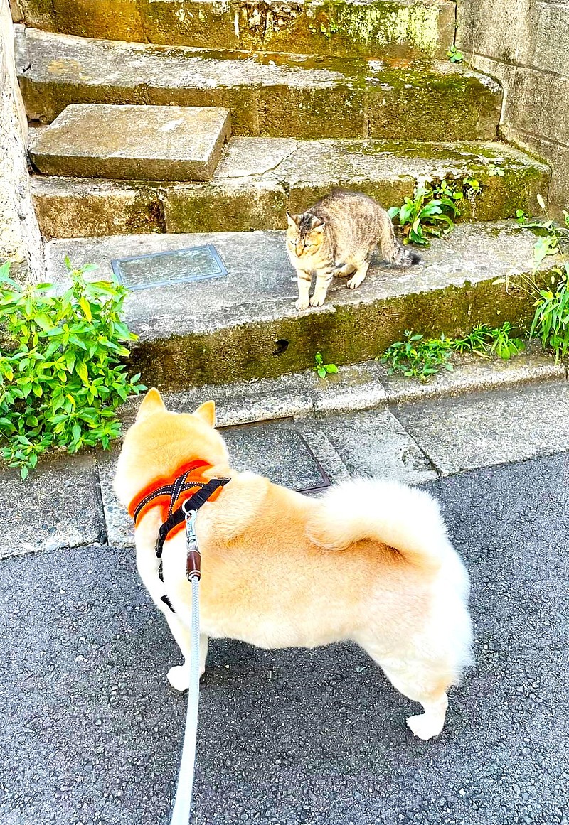 もっちゃんとねこちゃん