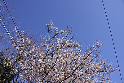 2月期入塾説明会前半日程をご案内致します‐真の国語を教える言問学舎