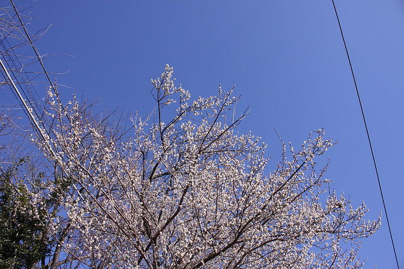 早春のあきる野 早春のあきる野