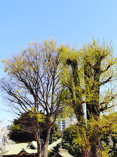 新学期入塾説明会を4月11日（土）から開催致します