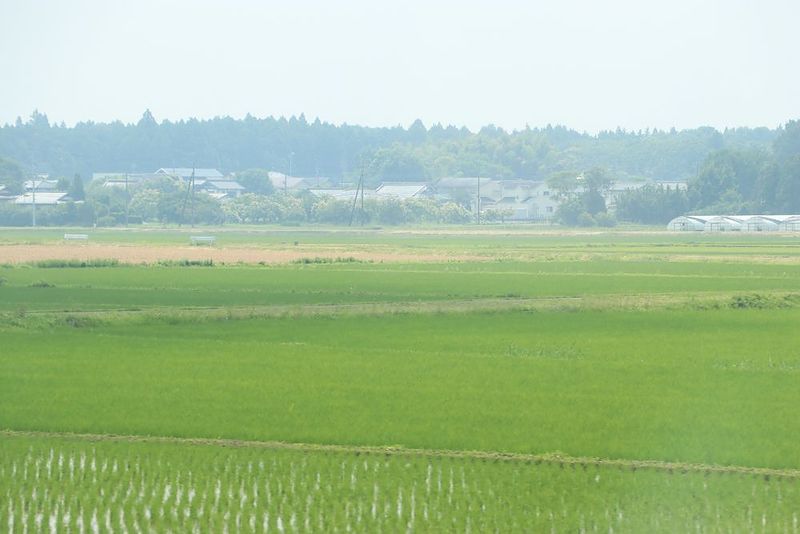 梅雨時の水田 梅雨時の水田