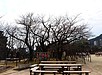 知り、そして言葉として伝えるべき 「嘉代子桜」のこと