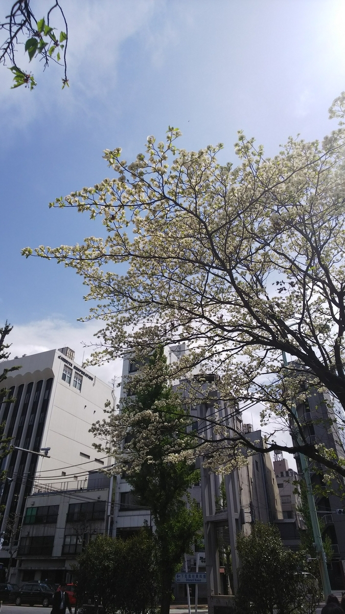 大島桜