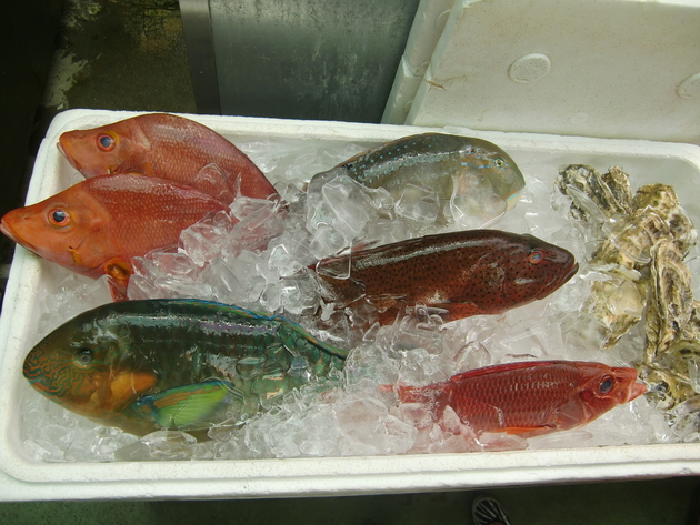 色鮮やかな沖縄魚