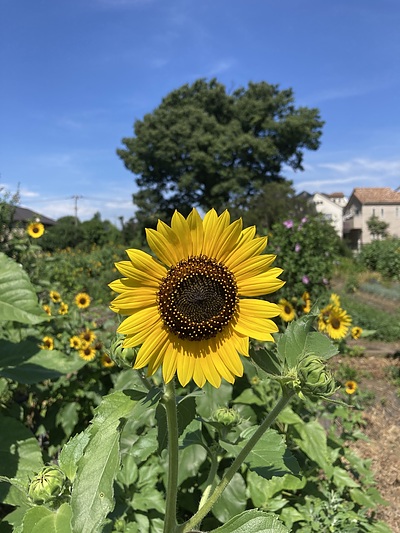 幸運は、感謝の心が引き寄せる。