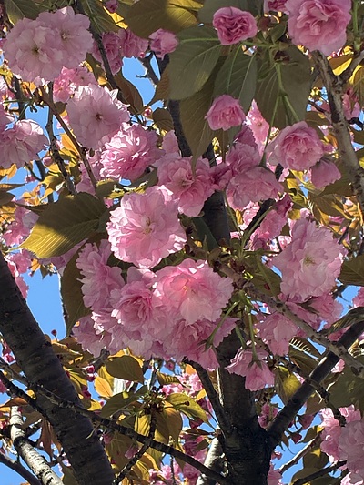 ― 名前に宿る力｜命名が人生に与える本当の意味 ―