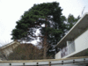 高木枝下ろし　20ｍ程の松の木剪定作業・国立市集合住宅