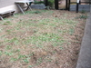 ドックラン　マンションの専用庭で荒れてしまった芝の張替て憩いの空間に・品川区