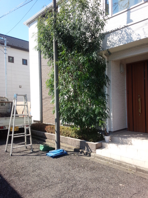 戸建てで植えてあるシマトネリコが大きくなり過ぎ為ソヨゴに植え替え作業 庭師 浅野哲也 マイベストプロ東京