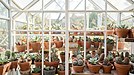 AIによる塊根植物業界ビジネスレポートサイトを運用しています