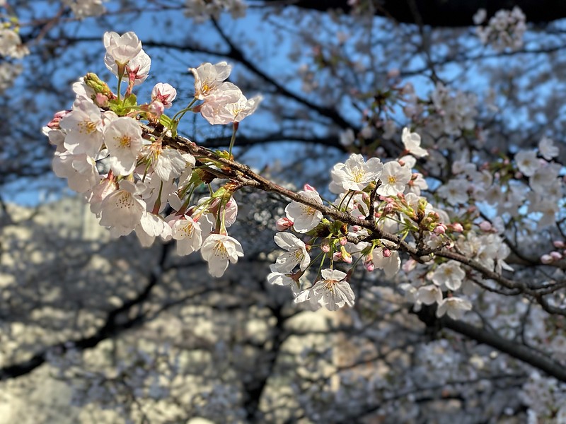 桜