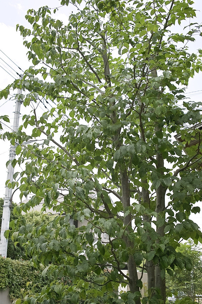 樹木の大きさを縮小させるより良い剪定方法 造園業 島田英泰 マイベストプロ東京