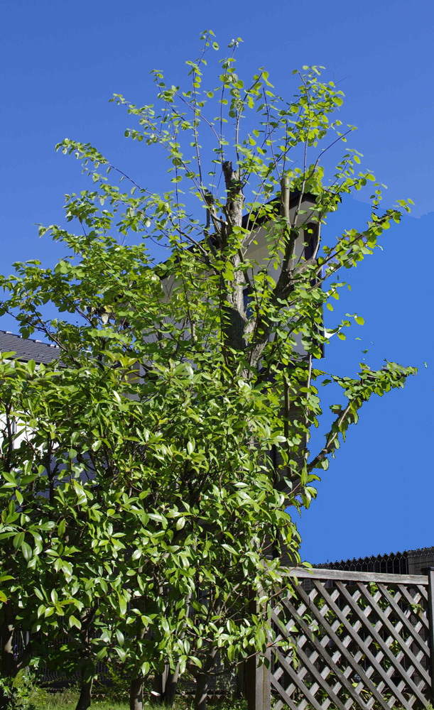 樹木の大きさを縮小させるより良い剪定方法 造園業 島田英泰 マイベストプロ東京