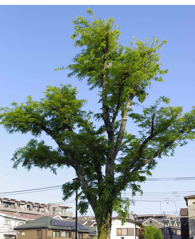 ぶつ切り剪定