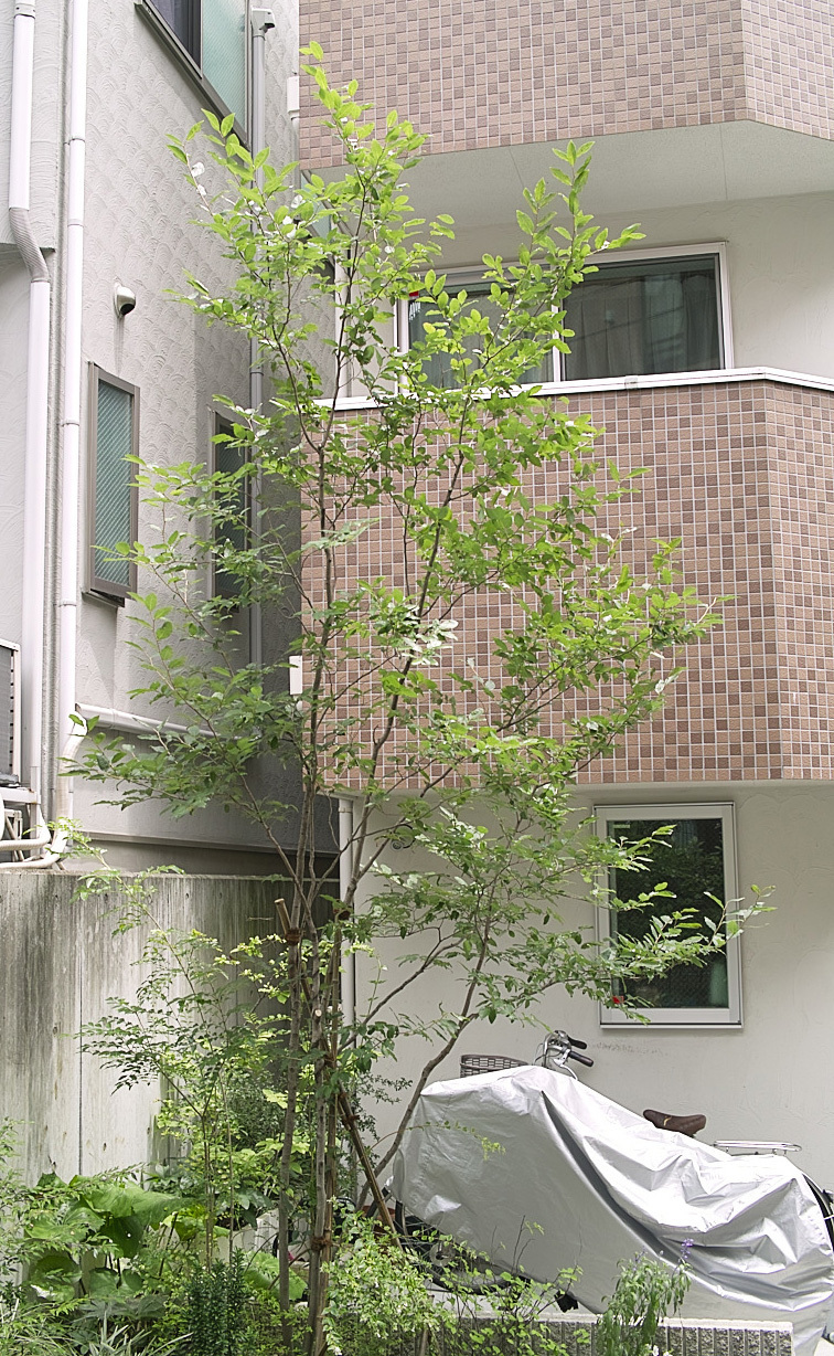 庭木におすすめの樹種 主に雑木 美しい樹形を永く楽しめ 剪定管理が簡単な低木や高木 造園業 島田英泰 マイベストプロ東京