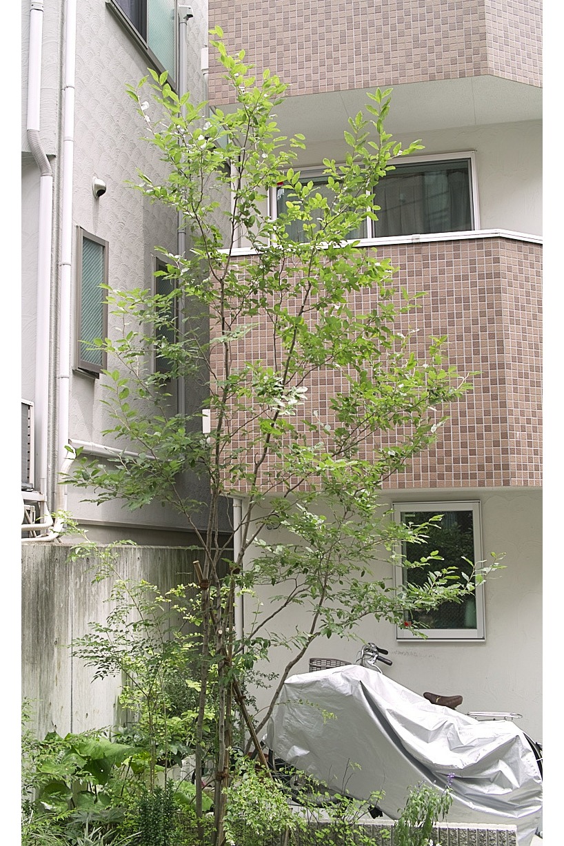 庭木におすすめの樹種 主に雑木 美しい樹形を永く楽しめ 剪定管理が簡単な低木や高木 造園業 島田英泰 マイベストプロ東京