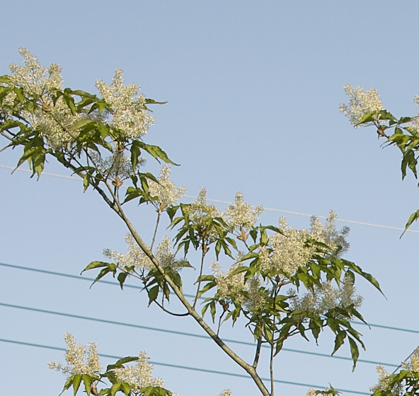 アオダモの花