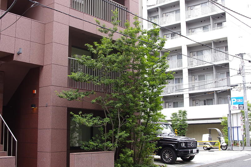 街と調和しているソヨゴ 写真は剪定前、植栽から14年後に成熟した