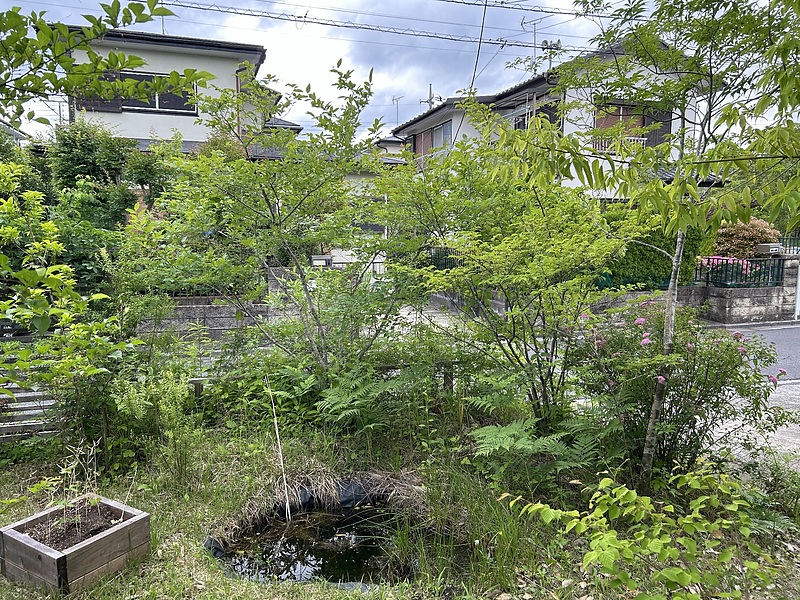 植えてから10年経っても小さいままの低木類