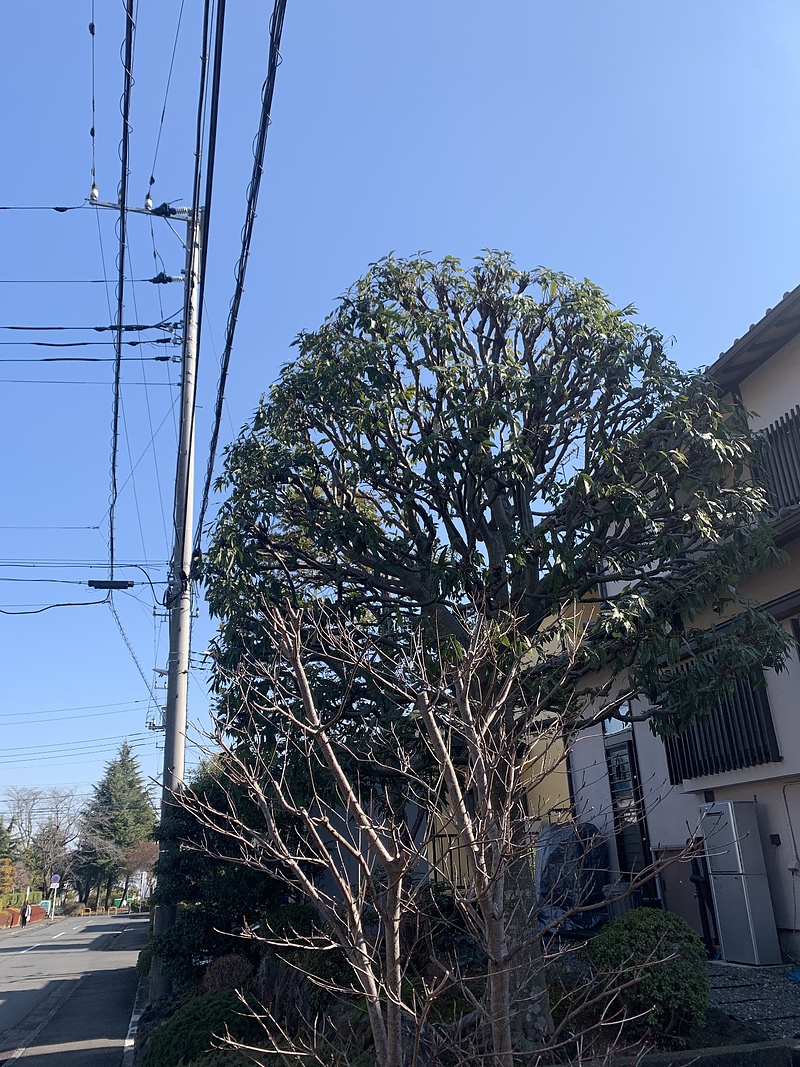 丸く整えられた植木