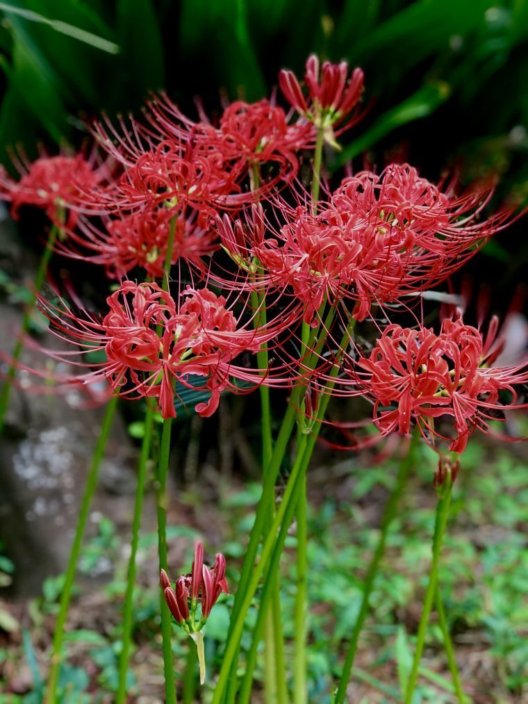 彼岸花　曼殊沙華