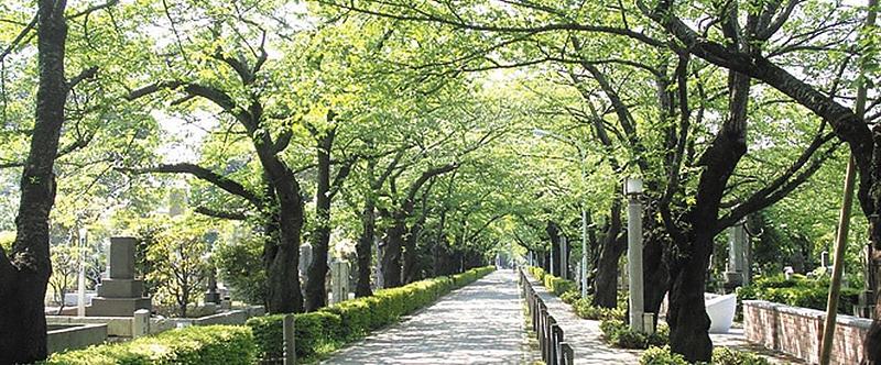 青山霊園　例