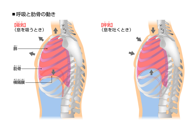 三次元呼吸の解説イラスト