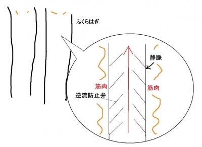 足・靴・歩行から魅せる脚へ 美脚マエストラ 飛鳥田由理