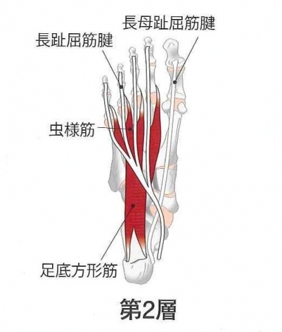 足の裏の筋肉は4層 美脚専門家 上野由理 マイベストプロ東京