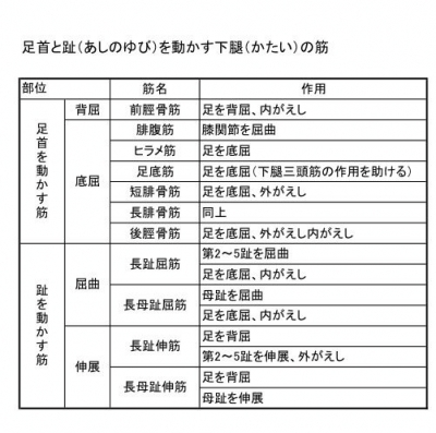 足・靴・歩行から魅せる脚へ 美脚マエストラ 飛鳥田由理