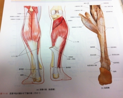 足・靴・歩行から魅せる脚へ 美脚マエストラ 飛鳥田由理