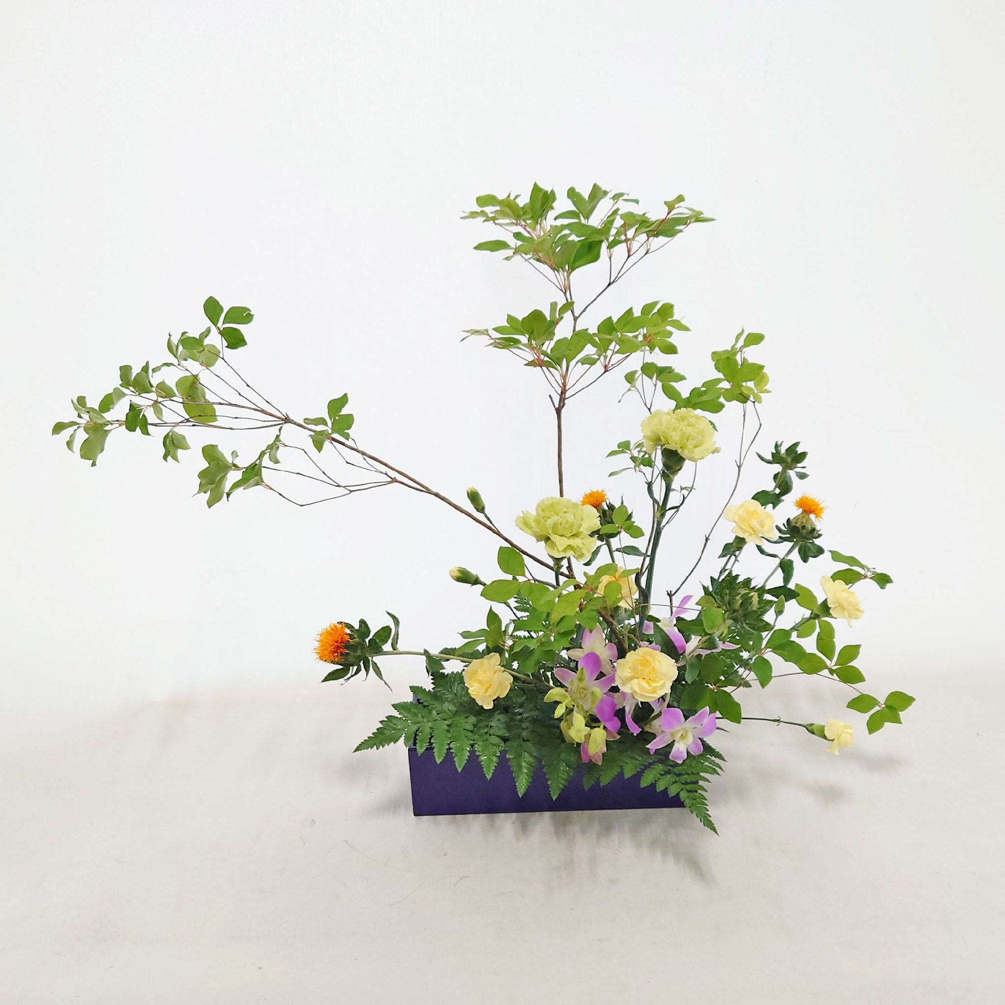 5月28日⑧「新緑」ドウダンツツジ、紅花他