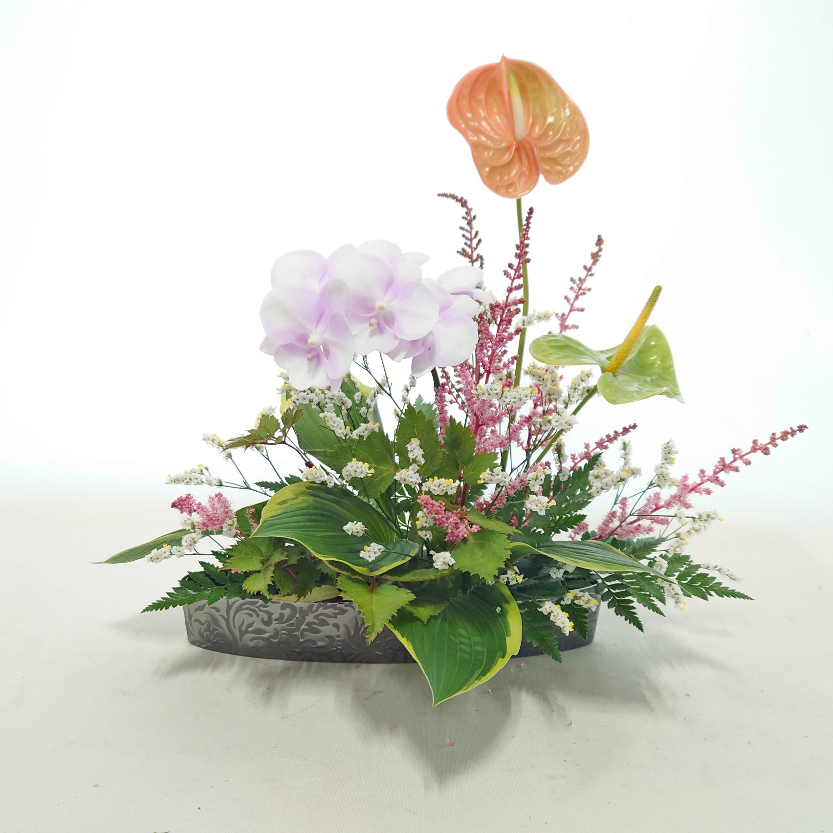 6月25日⑩「胡蝶蘭」胡蝶蘭、アンス他