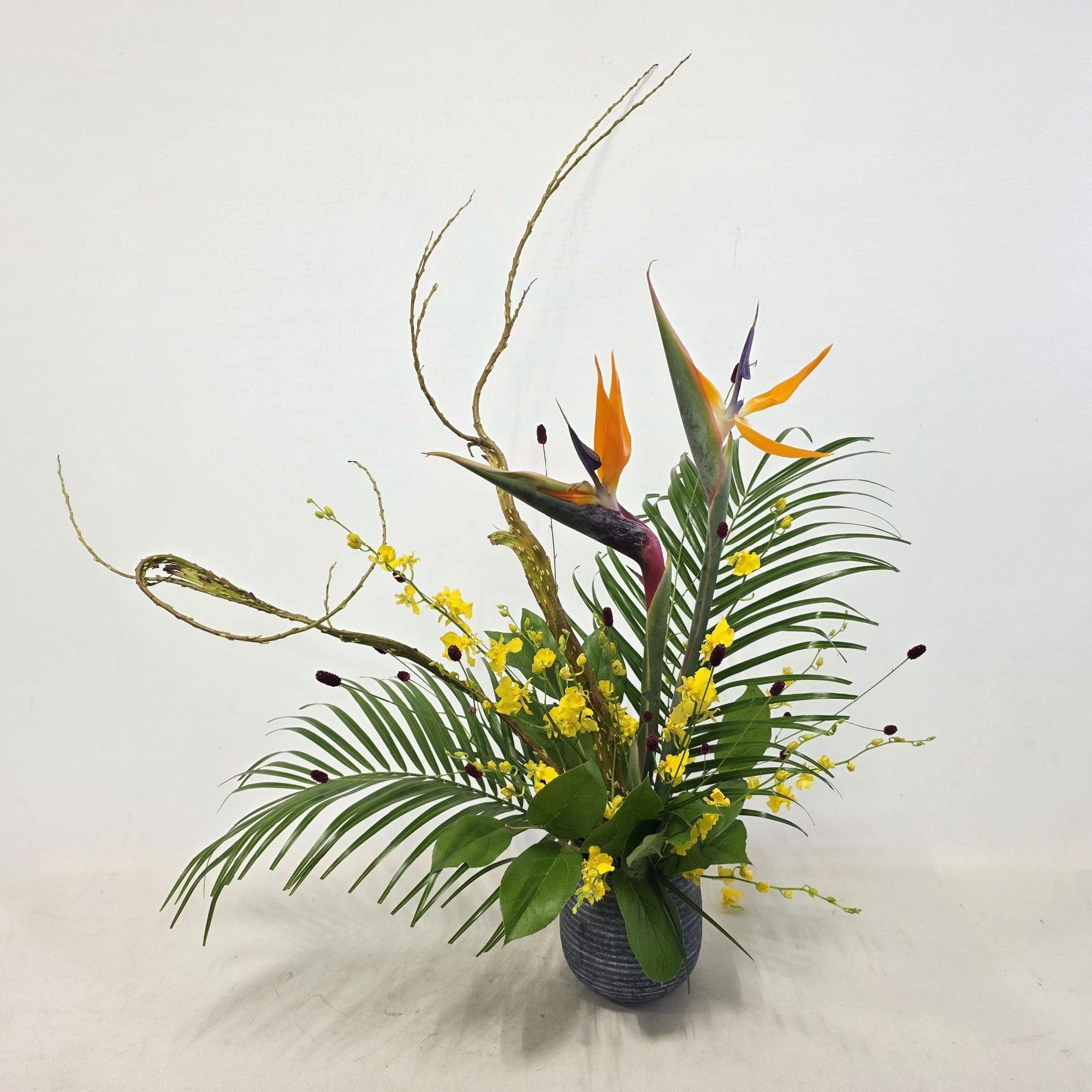 10月8日⑮「極楽鳥花」ストレチア、石化柳