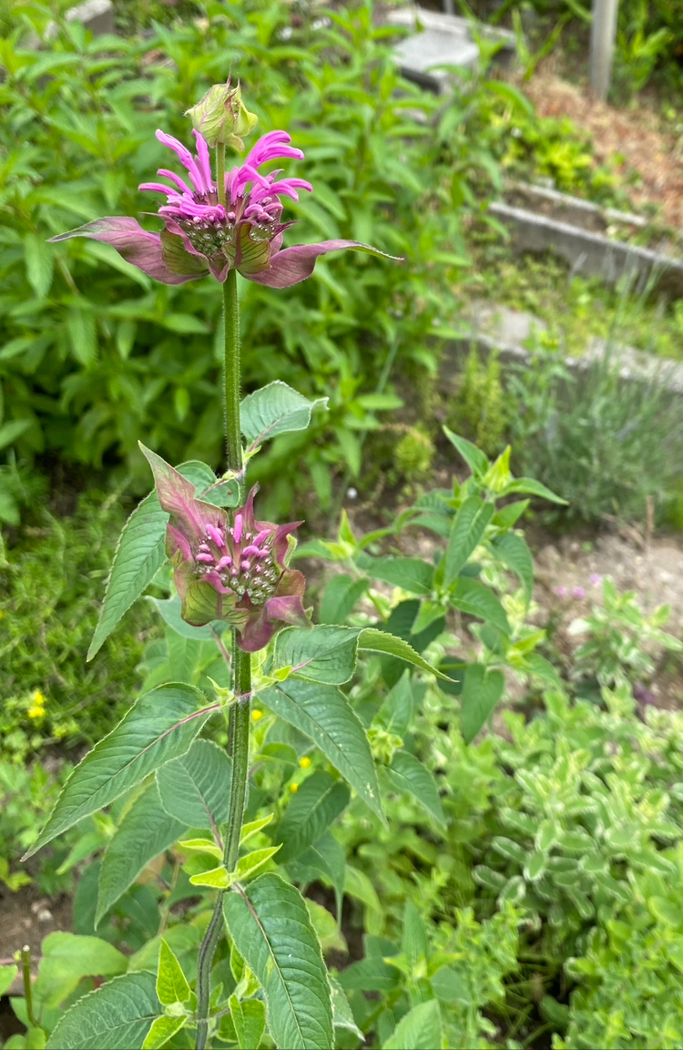 ベルガモットはこんなに複雑な花