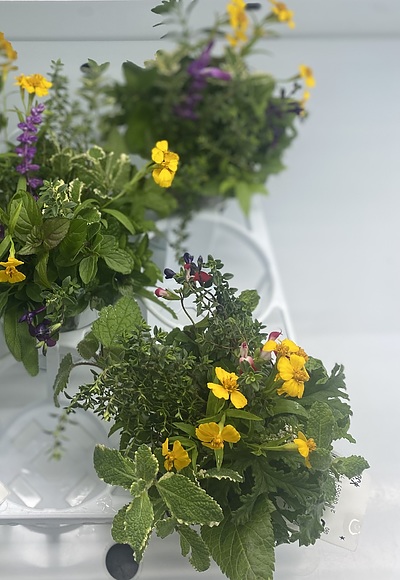 ハーブが元気！