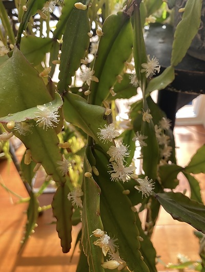 室内で咲く花たち