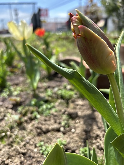 オランダのチューリップ