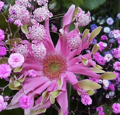 フリフリガーベラ