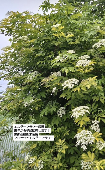 エルダーフラワー