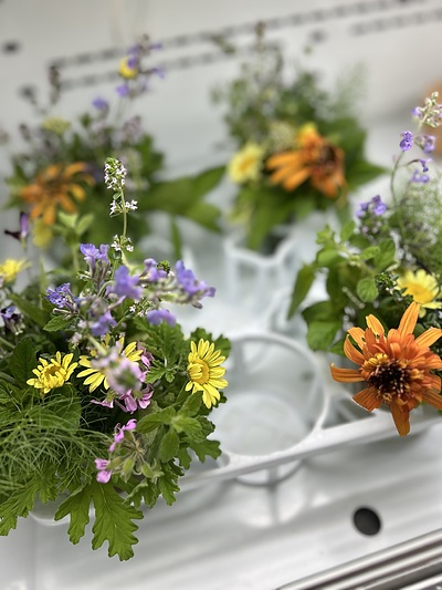 ハーブの花たち