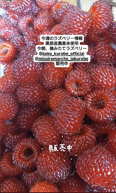 ラズベリー第2弾