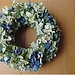愛しの紫陽花