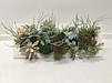 多肉植物のプレゼント